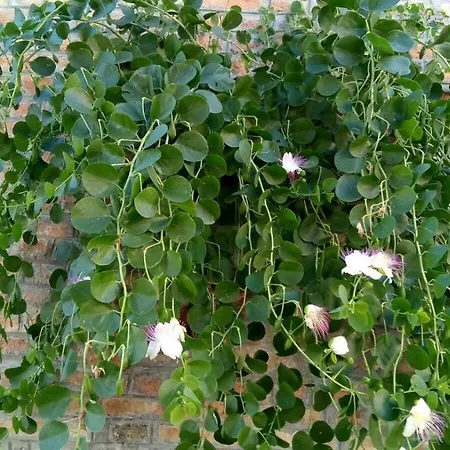 Il Giardino Interiore Nocleg ze śniadaniem *