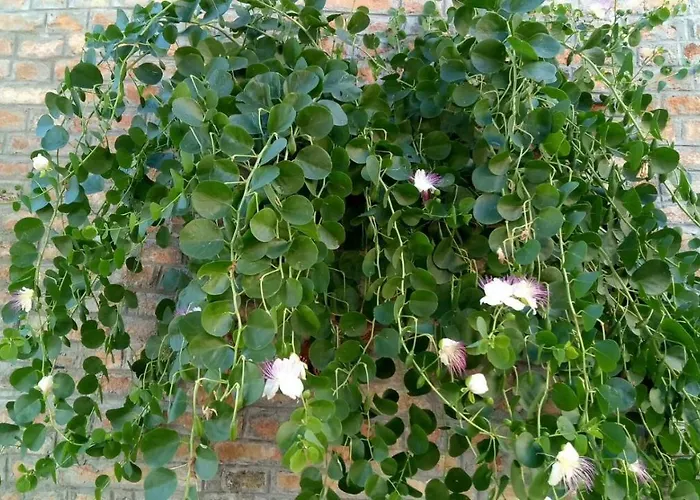 Il Giardino Interiore Frühstückspension *